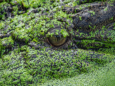 protect your from ransomware attack featured image